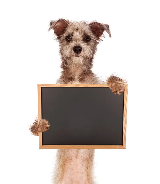 Terriër mix hond bedrijf leeg schoolbord — Stockfoto