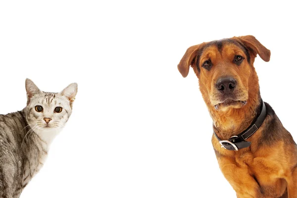 Perro y gato con espacio de copia — Foto de Stock