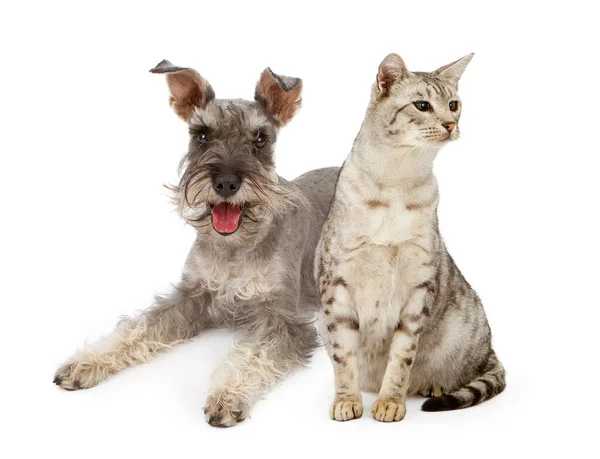 Hund und Katze sitzen zusammen — Stockfoto