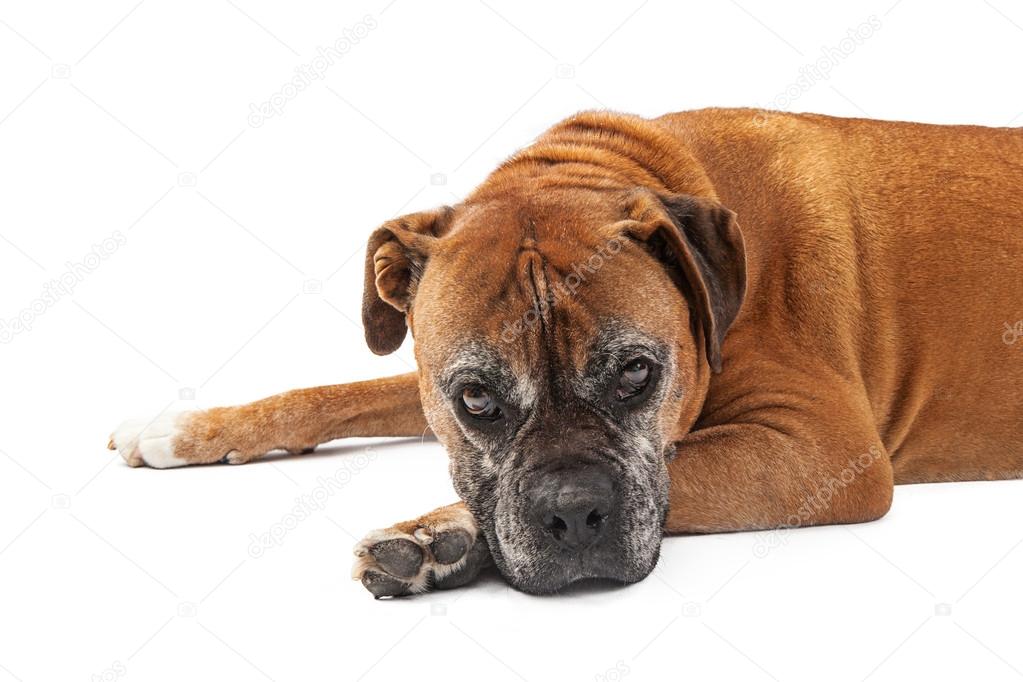 Old Boxer Dog Year Old Boxer Dog Stock Photo 1345455197 Shutterstock