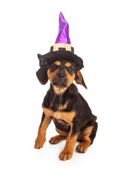 köpek yavrusu giyen halloween cadı şapka
