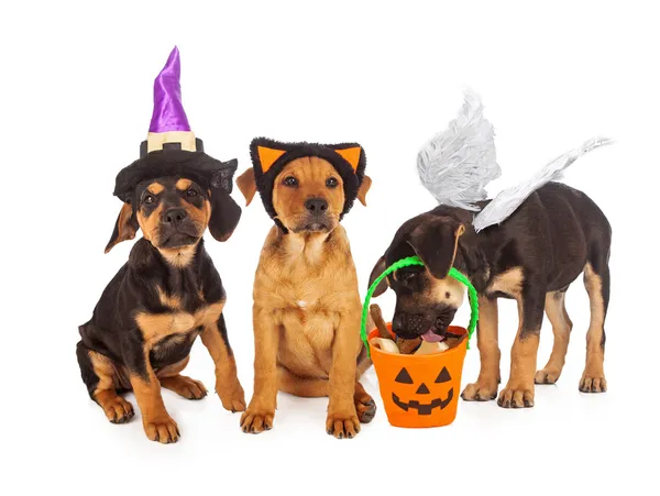 Cuccioli vestiti per Halloween — Foto Stock