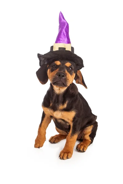 Köpek yavrusu giyen halloween cadı şapka — Stok fotoğraf