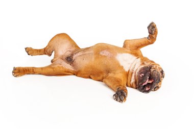 sırt üstü döşeme bulldog