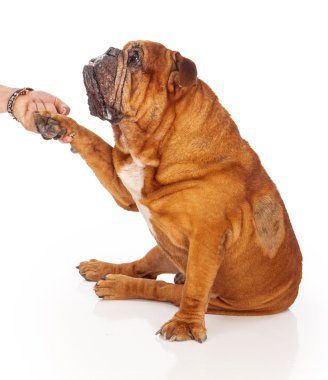 yaralı bulldog elini sıkarken gönüllü kurtarma