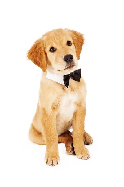 Golden Retriever Puppy Wearing Bow Tie — Stock Photo, Image