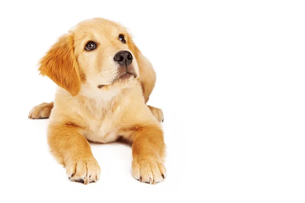 Golden Retriever cachorro acostado y mirando hacia arriba —  Fotos de Stock
