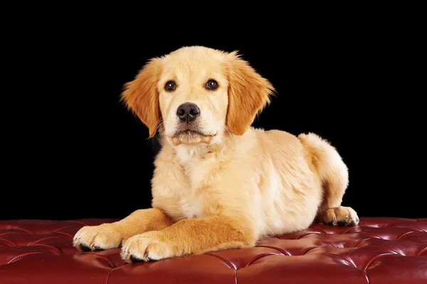 Golden Retriever cachorro en un otomano rojo — Foto de Stock