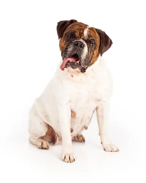 Bulldog karışık cins köpek — Stok fotoğraf