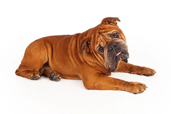 Bulldogge legt sich in Kamera — Stockfoto