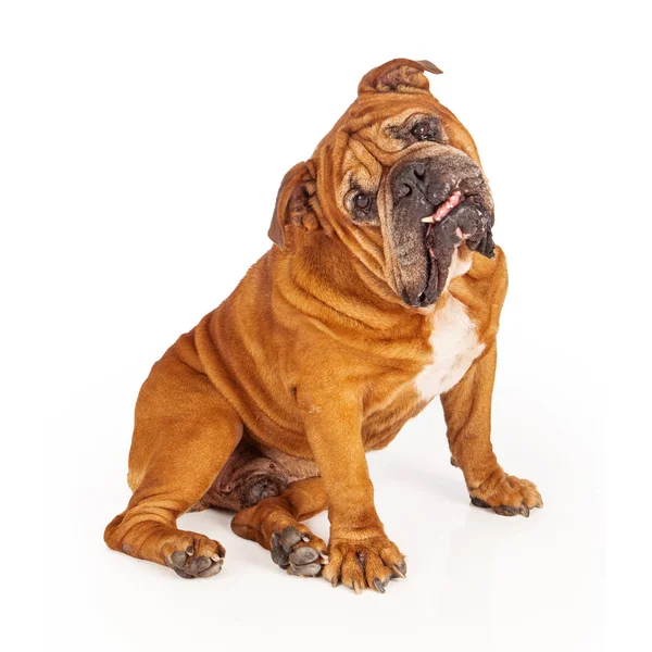Bulldog sentado com a cabeça inclinada — Fotografia de Stock