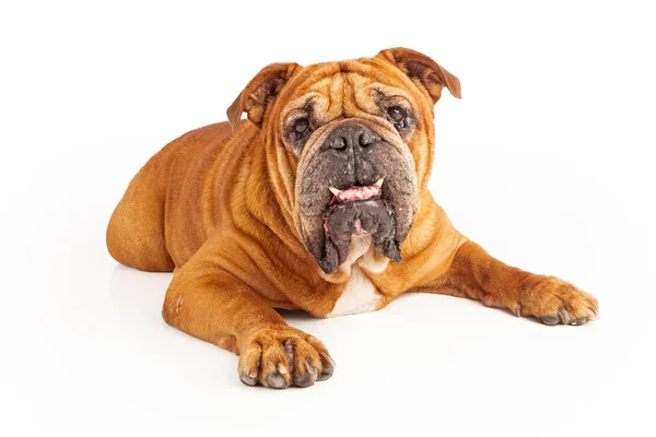 Bulldog laying with underbite — Stock Photo, Image