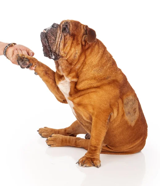 Resgate voluntário apertando as mãos com Bulldog ferido — Fotografia de Stock