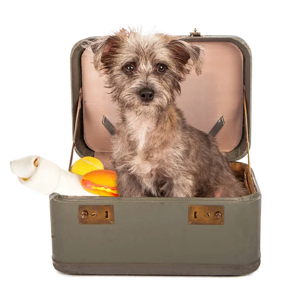 Teriér pes v kufru — Stock fotografie