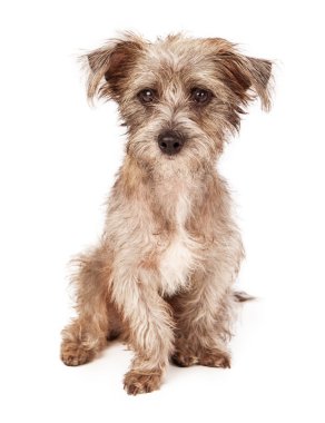 oturan terrier karışık cins köpek yavrusu