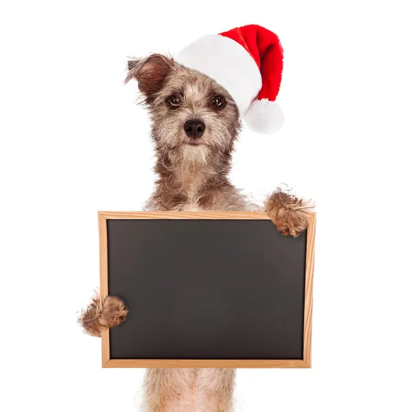 Cão Terrier com chapéu de Santa e sinal — Fotografia de Stock