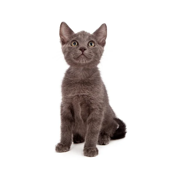 Gatito gris mirando hacia arriba —  Fotos de Stock
