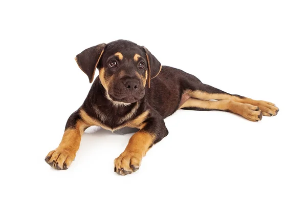 Rottweiler mix pup vaststelling van — Stockfoto