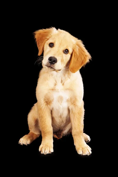 Golden retriever valp på svart — Stockfoto