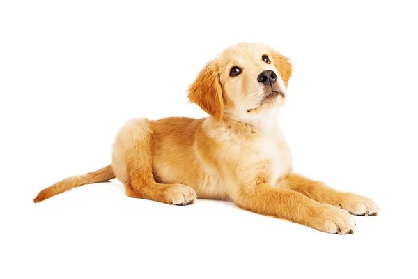 Golden retriever valp om sidan — Stockfoto