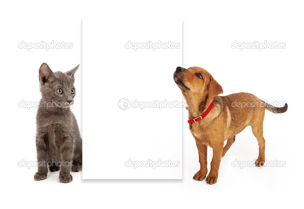 Puppy and kitten looking at blank sign