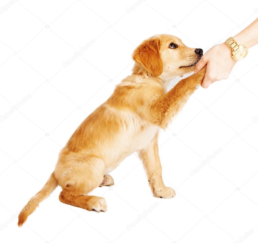 ゴールデン ・ リトリーバーの子犬ハンドシェイク — ストック写真 © adogslifephoto #34661483, image size:1023x965
