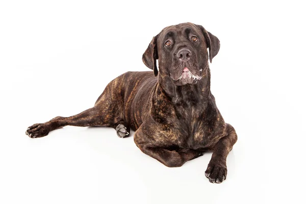 Rohrkorso-Hundeschlitten — Stockfoto