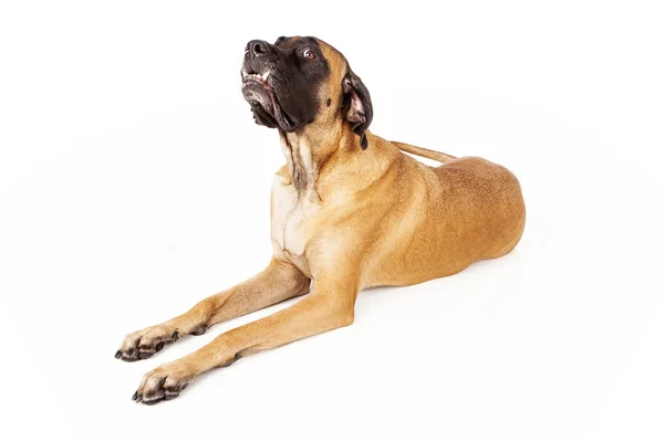 Engelse mastiff hond grappig gezicht — Stockfoto