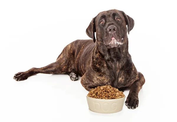 Cão de cana Corso com tigela de comida — Fotografia de Stock