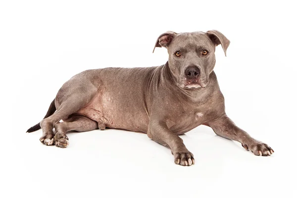 Pitbull Dog blau — Stockfoto