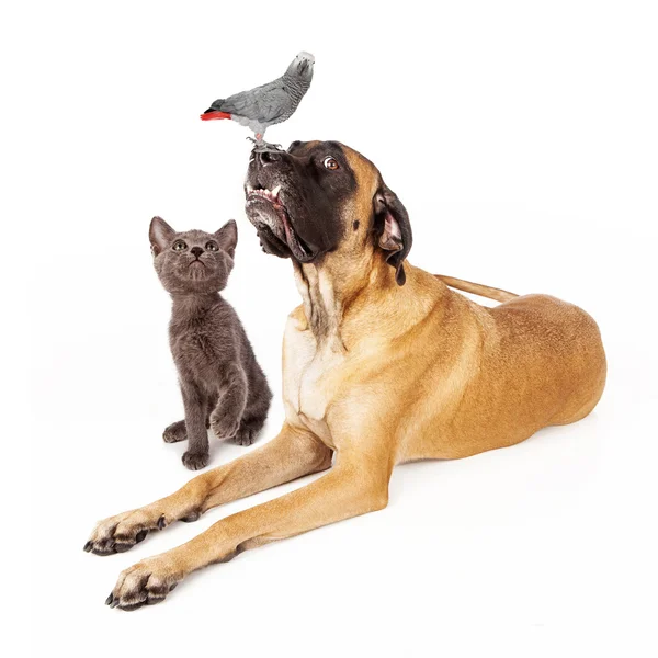 Dog and cat looking at a bird — Stock Photo, Image