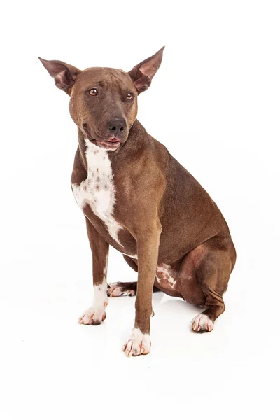 Stier van de kuil mix hond gelukkig — Stockfoto