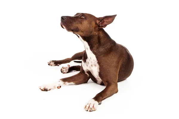 Pit bull pies mix patrząc na stronie — Stockfoto