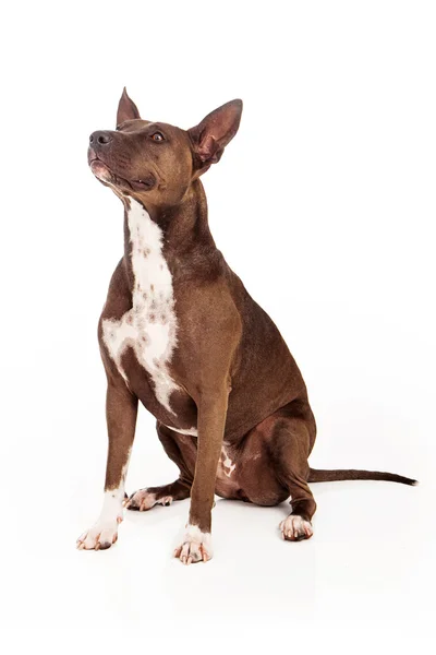 Pit Bull Dog sentado obediente — Foto de Stock