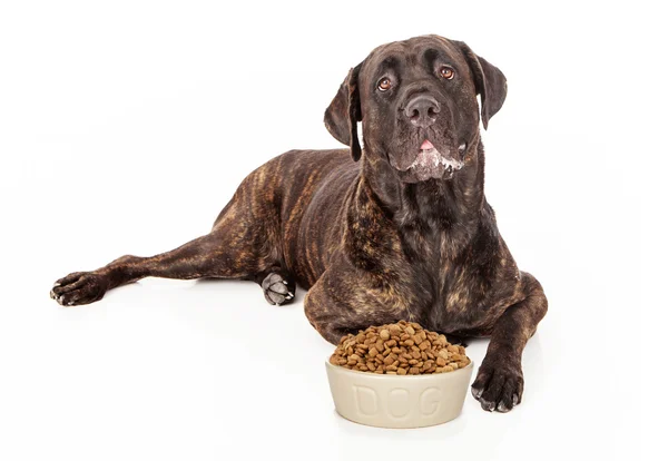 Cane Corso Dog With Bowl of Food Stock Image