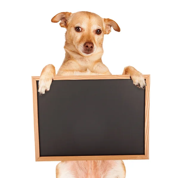 Chihuahua mit leerer Tafel — Stockfoto