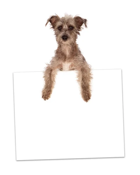 Terrier mit leerem Schild — Stockfoto