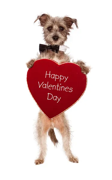 Terier pies trzyma serce szczęśliwy Walentynki — Zdjęcie stockowe