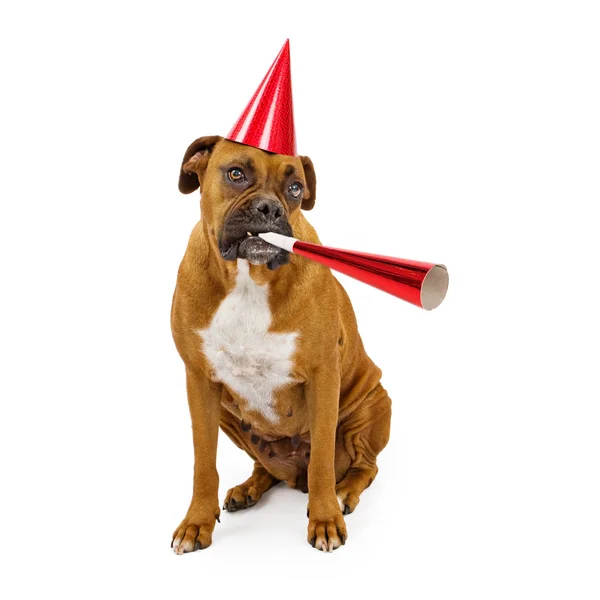 Cappello da festa per cani Boxer e corno — Foto Stock