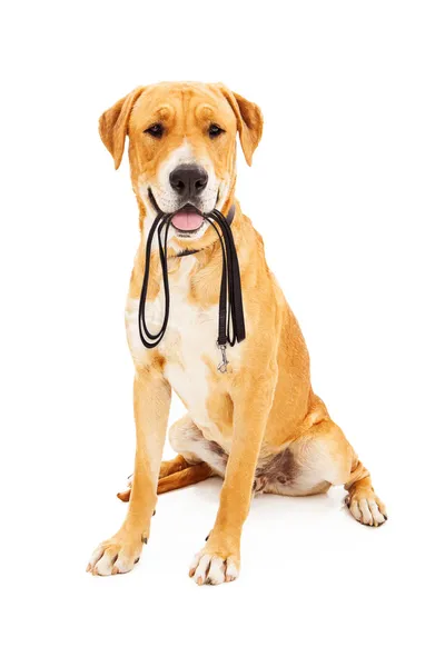 Labrador retriever med koppel i mun — Stockfoto