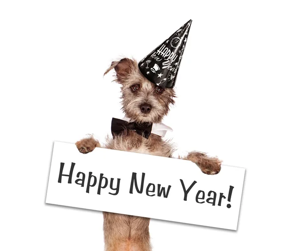 Terrier Dog New Years — Stock Photo, Image