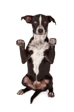 siyah-beyaz karışık cins köpek yalvarıyor