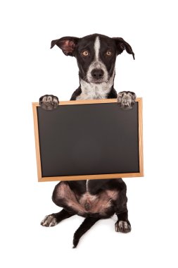 köpek yavrusu holding boş tebeşir tahtası