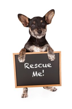 karışık cins küçük köpek evlat edinmek işaret tutan
