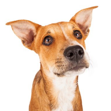 closeup karışık cins köpek yavrusu