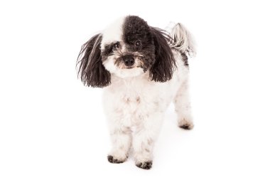 Shih tzu köpek ayakta