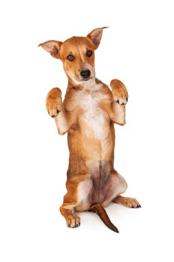 Dilencilik karışık cins köpek yavrusu