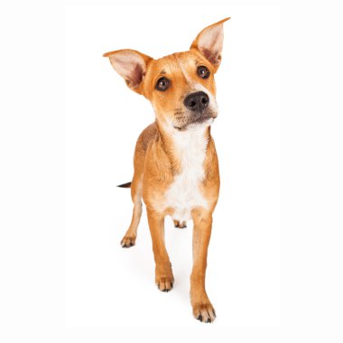 Sarı karışık cins köpek yürüyüş