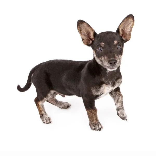 Κραμβέλαιο Chihuahua και είδος γερμανικού κυνηγετικού σκύλου — Φωτογραφία Αρχείου
