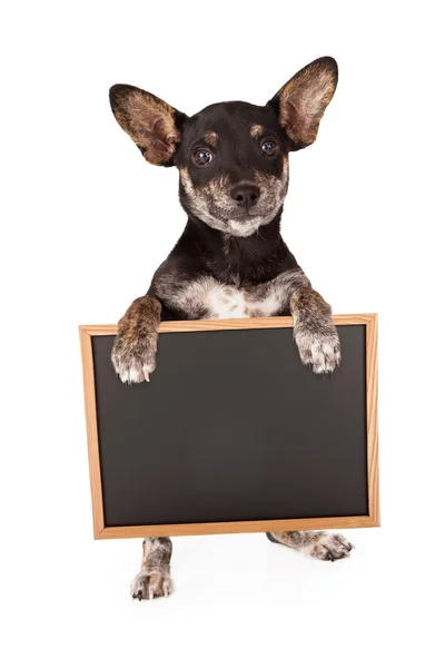 Dachshund mista Raça segurando sinal em branco — Fotografia de Stock